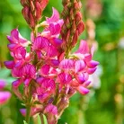 Kémcsőkert Baltacím 1 gr Vetőmag (Onobrychis viciifolia)