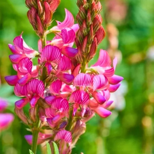 Kémcsőkert Baltacím 1 gr Vetőmag (Onobrychis viciifolia)