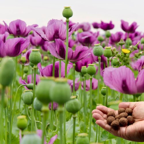 Zümi Nagyi kertje viráglabda mix