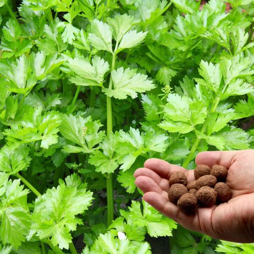 Zümi Nagyi kertje viráglabda mix