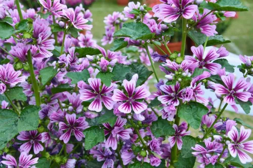 Kémcsőkert-Erdei mályva vetőmag (Malva sylvestris) – 1 g prémium vetőmag készlet