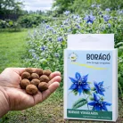 Borágó vetőmag viráglabda – kék virágú, méhbarát növény termesztése kertben