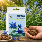 Borágó vetőmag viráglabda – kék virágú, méhbarát növény termesztése kertben