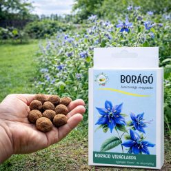 Borágó vetőmag viráglabda – kék virágú, méhbarát növény termesztése kertben