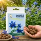 Borágó vetőmag viráglabda – kék virágú, méhbarát növény termesztése kertben