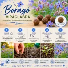 Borago viráglabda 6 db -borágó virágmag