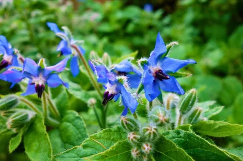 Borago viráglabda 6 db -borágó virágmag