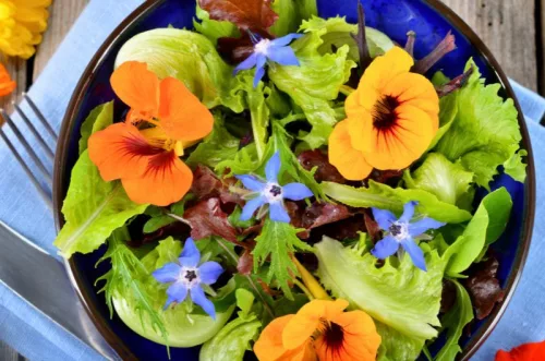 Borago viráglabda 6 db -borágó virágmag