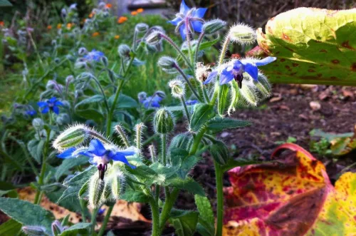 Borago viráglabda 6 db -borágó virágmag