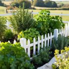 Őszi fűszerkert csomag – 3* 6 db viráglabda -friss zöld ízek egész ősszel! 