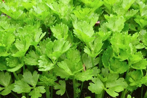 Őszi fűszerkert csomag – 3* 6 db viráglabda -friss zöld ízek egész ősszel! 