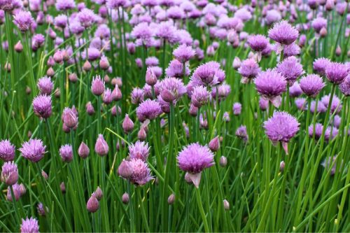 Ehető virágok viráglabda 6 db- Ehető virágmag keverék