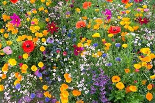 Esküvői köszönetajándék-virágmagok kémcsőben, választható vetőmaggal