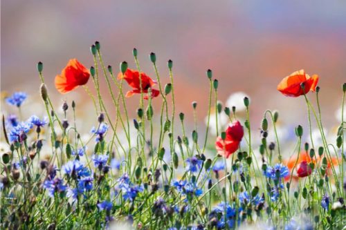 Esküvői feliratos ajándékdoboz viráglabdákkal -esküvői köszönet ajándék