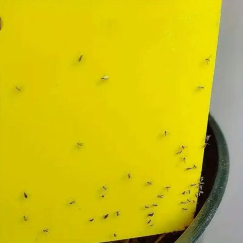 Fenntartható Ragadós Csapdák 10 db