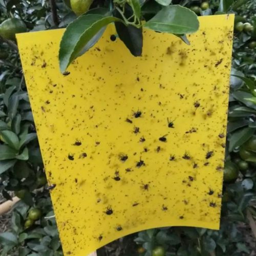 Fenntartható Ragadós Csapdák 10 db