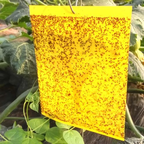 Fenntartható Ragadós Csapdák 10 db