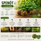 Spenót viráglabda 6 db.-os  spenót vetőmagokkal