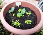 5 darabos Karácsonyi feliratos doboz választható viráglabdával 