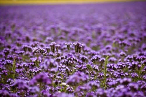 Tündöklő lila pompom kémcsőkert (facélia vetőmag)