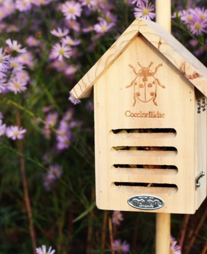 Rovarhotel katicáknak