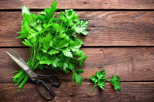 Kémcsőkert Levélpetrezselyem Vetőmag Készlet (Petroselinum crispum)
