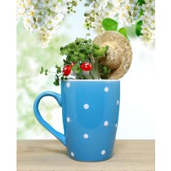 Zamatos mikrozöld tündérkert