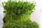 Mini farm celofán tasakos viráglabda -mikrozöldségek kis helyen