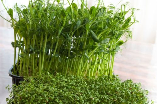 Mini farm viráglabda -mikrozöldségek kis helyen