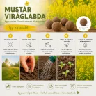  6 db Mustár viráglabda (Méhbarát és talajjavító növény)