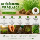 Metélőhagyma viráglabda 6 db