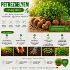 6 db.-os petrezselyem viráglabda -petrezselyem vetőmaggal