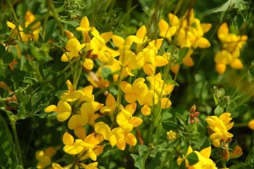Kémcsőkert Szarvaskerep Vetőmag (Lotus corniculatus)