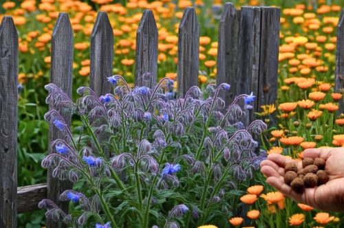 Tündérkert viráglabda (borágó és körömvirág viráglabda mix) 6 db