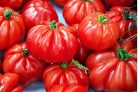 Paradicsom ültetődoboz -Marmande paradicsom vetőmag