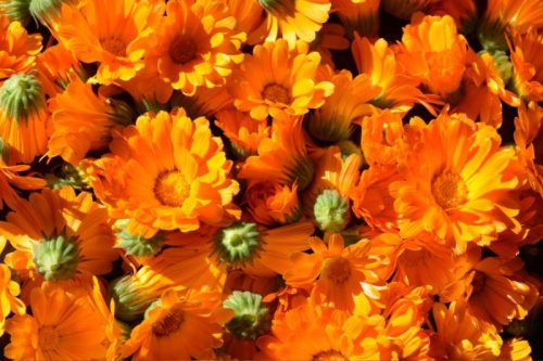 Körömvirág ültetődoboz (egynyári körömvirág vetőmag)