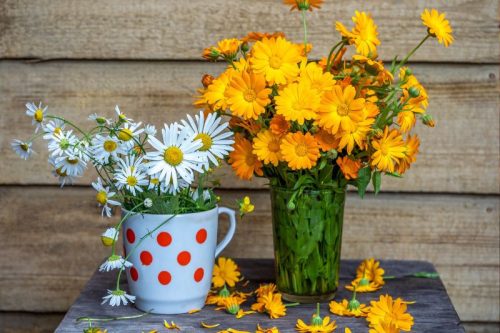 Körömvirág ültetődoboz (egynyári körömvirág vetőmag)