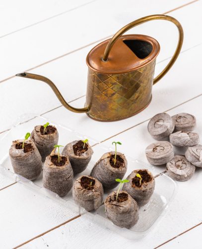 Óriás napraforgó ültetődoboz (2,5-3 méter magas óriás napraforgó vetőmag)