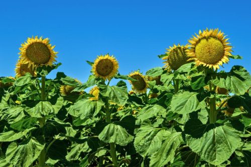 Óriás napraforgó ültetődoboz (2,5-3 méter magas óriás napraforgó vetőmag)