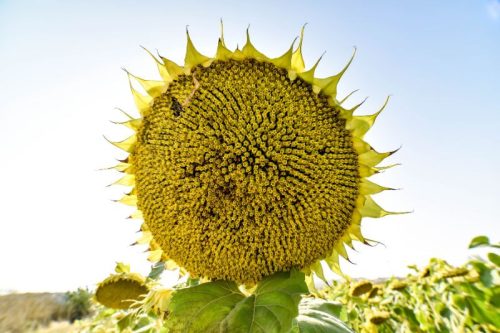 Óriás napraforgó ültetődoboz (2,5-3 méter magas óriás napraforgó vetőmag)