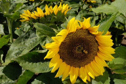 Óriás napraforgó ültetődoboz (2,5-3 méter magas óriás napraforgó vetőmag)