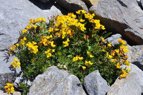 Szarvaskerep ültetődoboz szarvaskerep vetőmaggal ( Remek méhlegelő)