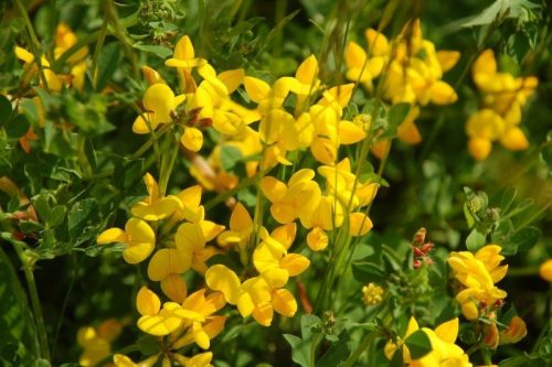 Szarvaskerep ültetődoboz szarvaskerep vetőmaggal ( Remek méhlegelő)