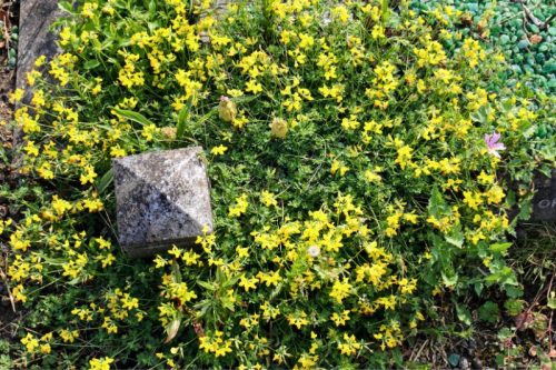 Szarvaskerep ültetődoboz szarvaskerep vetőmaggal ( Remek méhlegelő)