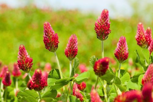 Bíborhere ültetődoboz (Egynyári méhlegelő vetőmag)