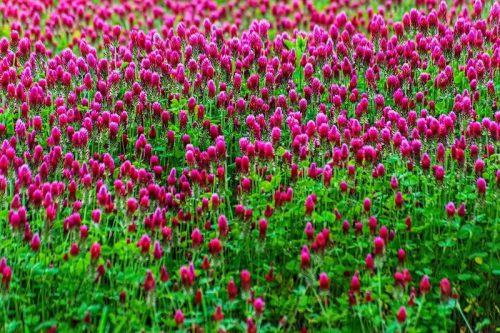 Bíborhere ültetődoboz (Egynyári méhlegelő vetőmag)