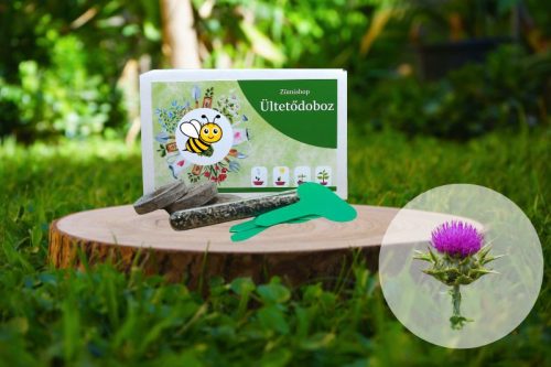 Máriatövis ültetődoboz (máriatövis vetőmag)