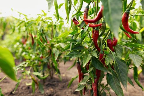 I Love Chili ültetődoboz (Poseidon chili paprika vetőmag)