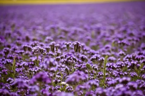 Mézontófű ültetődoboz (Méhlegelő egynyári virág vetőmag)