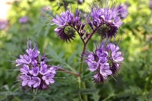 Mézontófű ültetődoboz (Méhlegelő egynyári virág vetőmag)